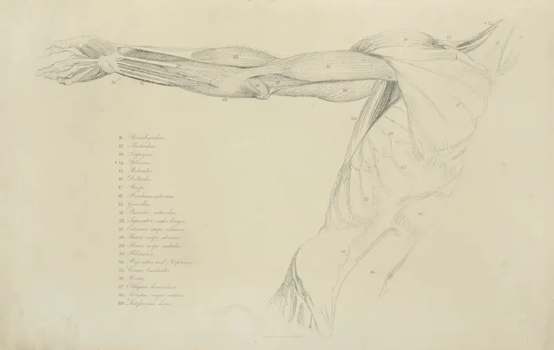Ansicht des rechten Arms und der Seite des Oberkörpers von John Flaxman
