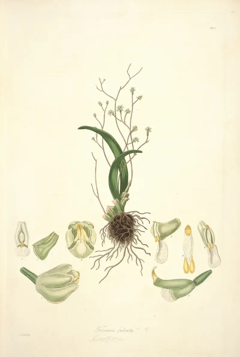 Collectanea botanica Taf. 02 von John Lindley