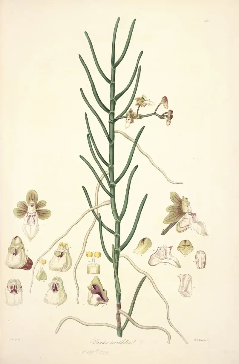 Collectanea botanica Pl.06 av John Lindley