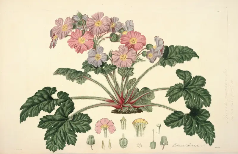 Collectanea botanica Pl.07 av John Lindley