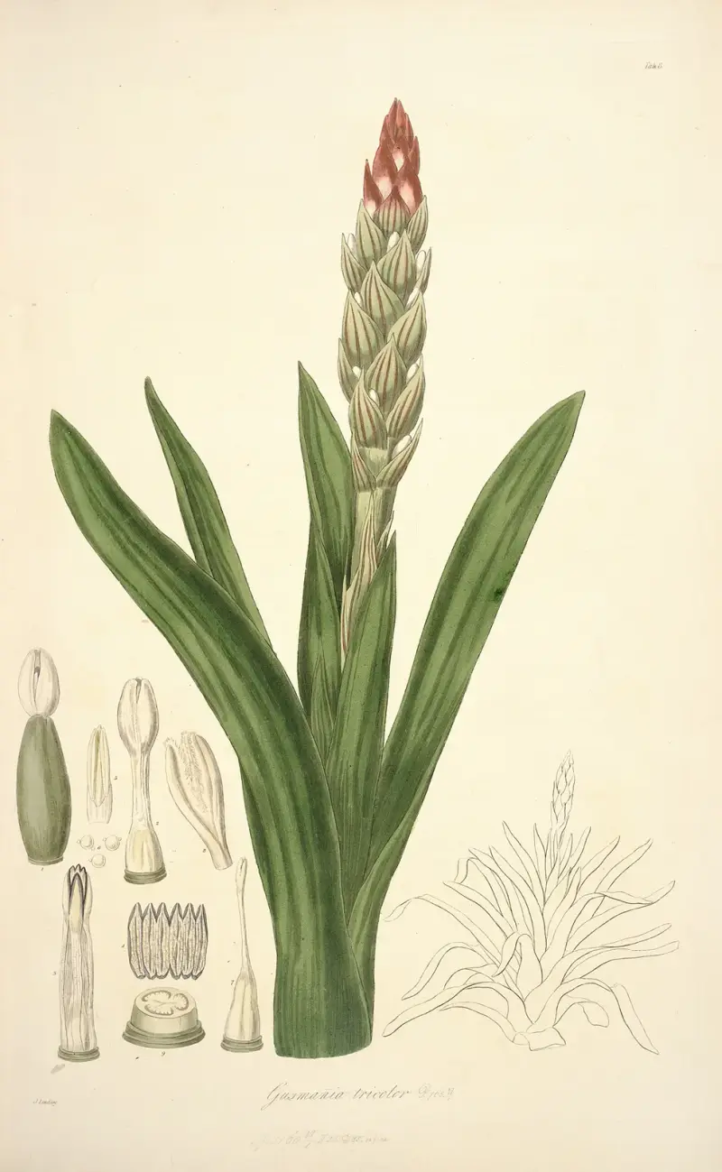 Collectanea botanica Pl.08 av John Lindley