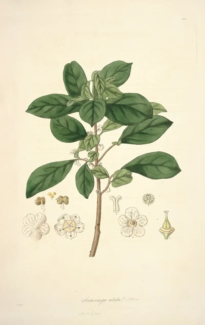 Collectanea botanica, plansch 9 av John Lindley