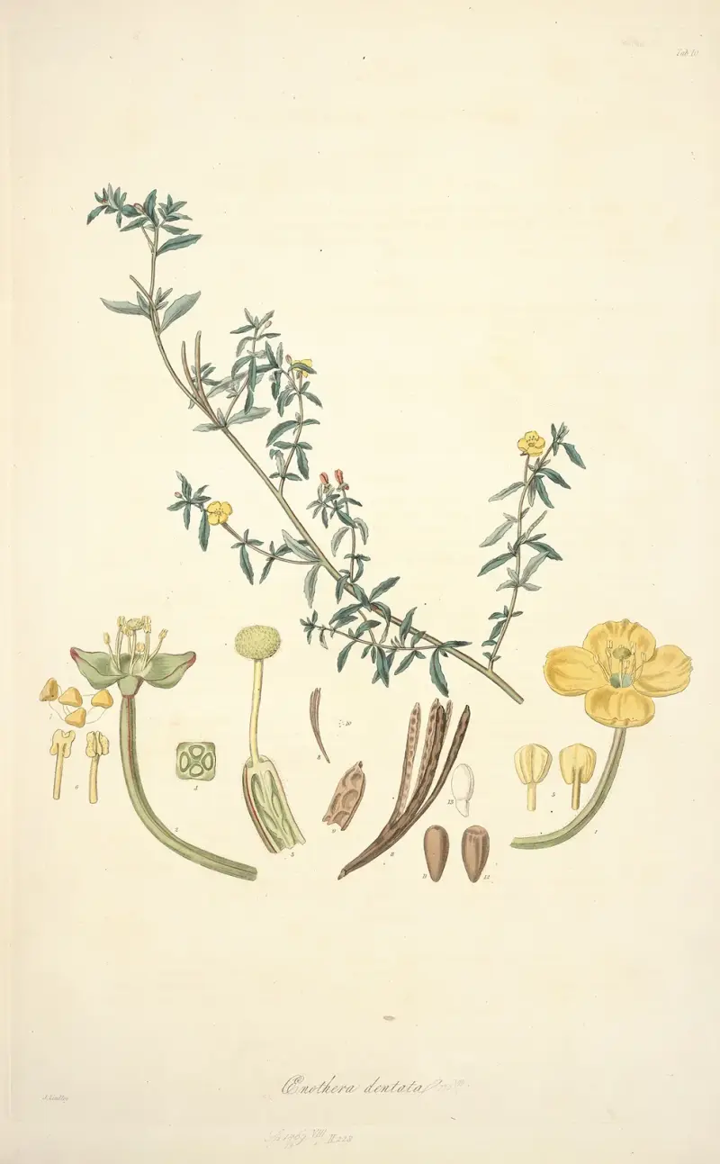 Collectanea botanica Pl.10 av John Lindley