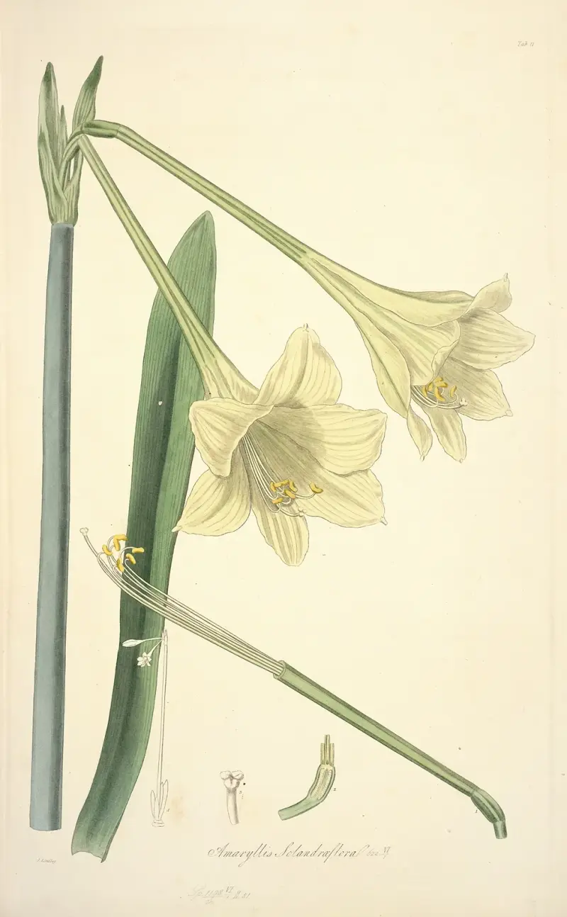 Collectanea botanica Pl.11 av John Lindley