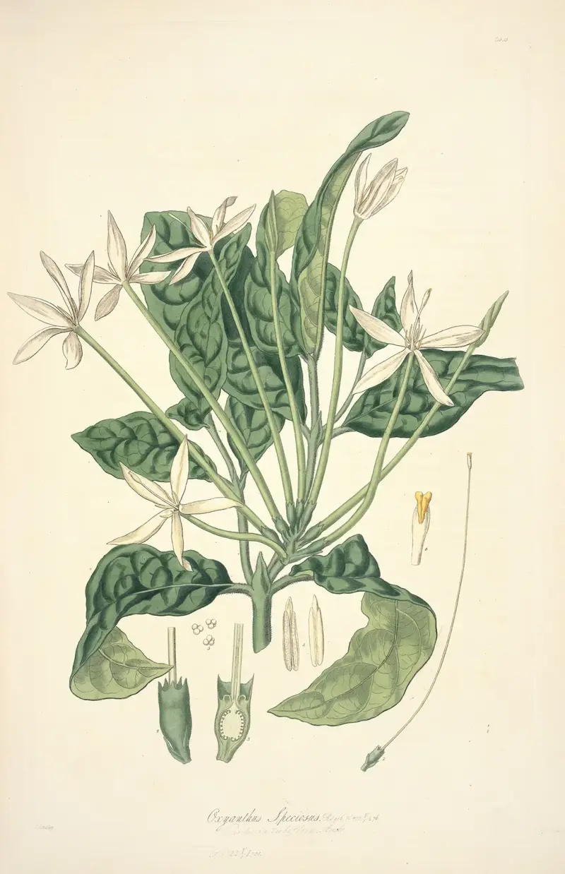 Collectanea botanica Taf. 13 von John Lindley