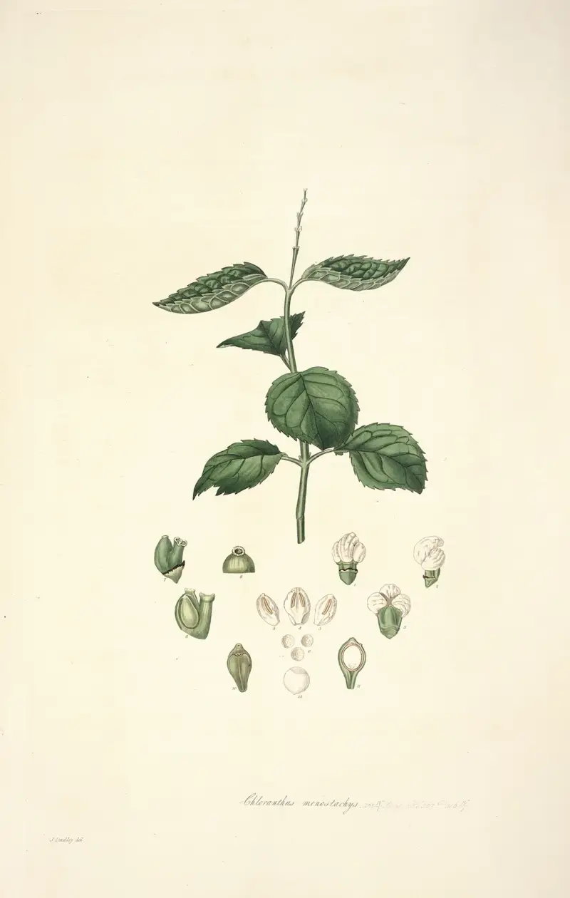 Collectanea botanica Pl.17 av John Lindley