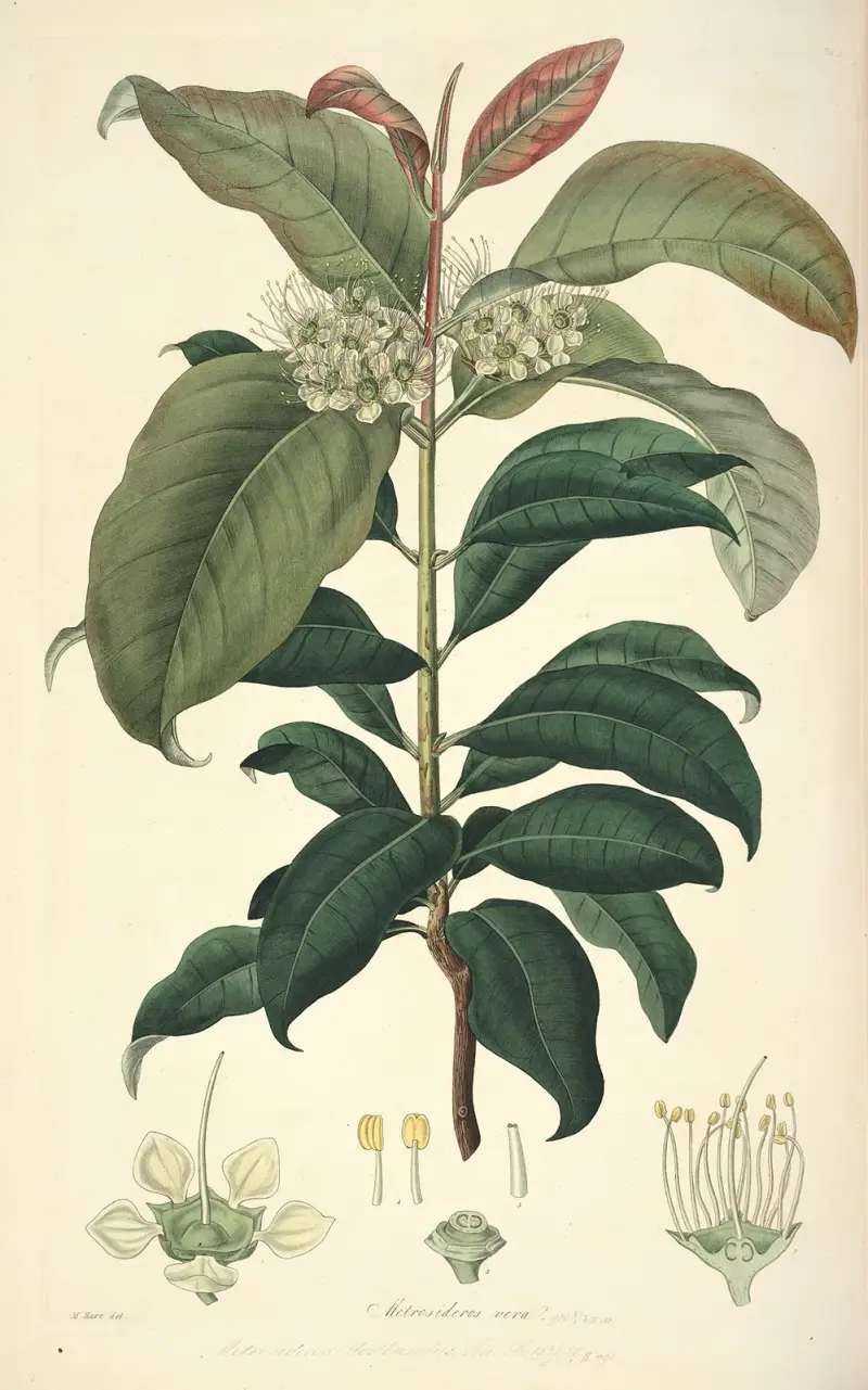 Collectanea botanica Pl. 18 von John Lindley