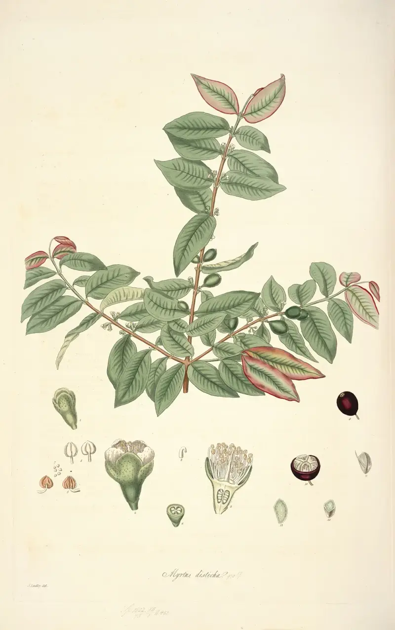 Collectanea botanica Pl.19 av John Lindley