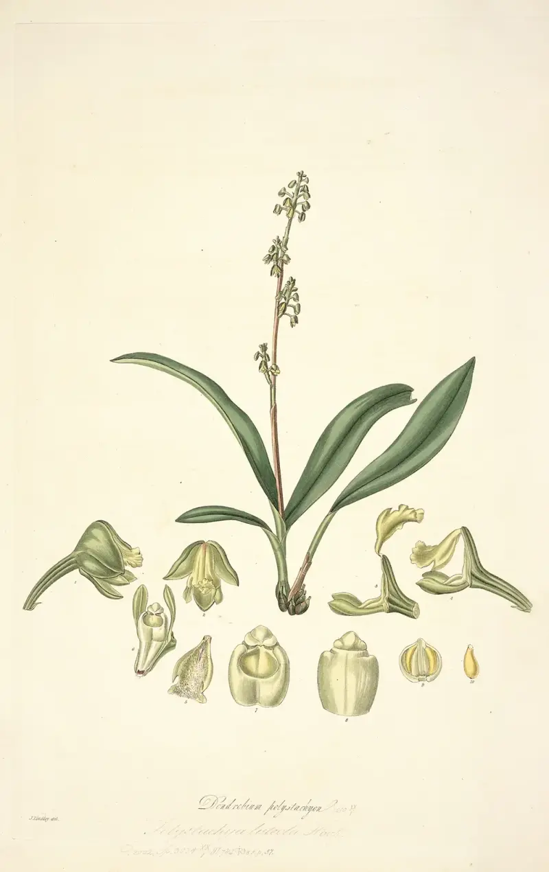 Collectanea botanica Pl.20 von John Lindley