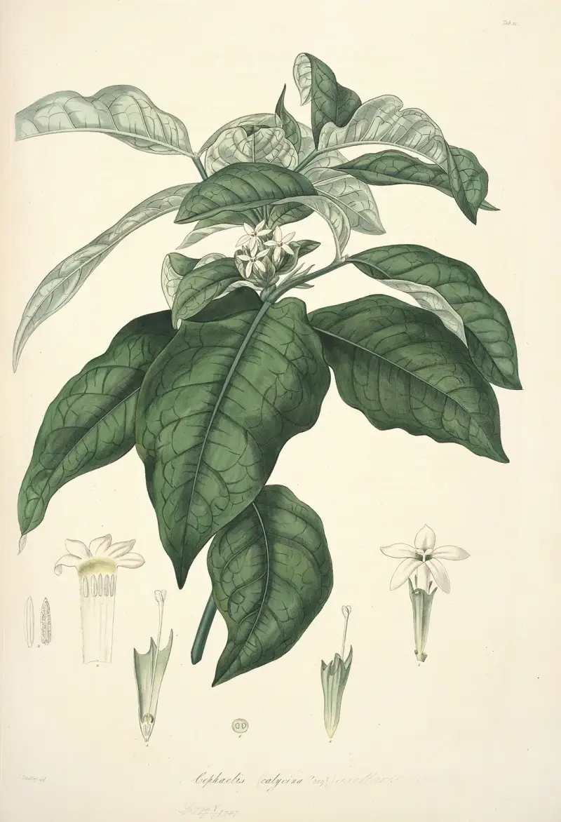 Collectanea botanica Pl.21 av John Lindley