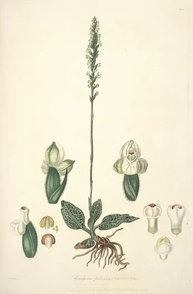 Collectanea botanica Pl.25 av John Lindley