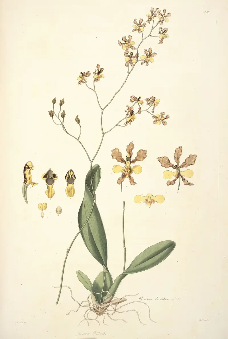 Collectanea botanica Pl.27 av John Lindley