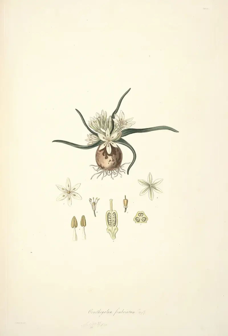 Collectanea botanica Pl.28 von John Lindley