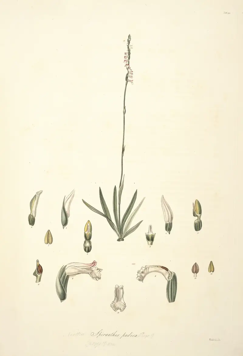 Collectanea botanica Pl.30 av John Lindley