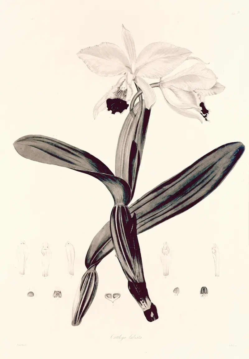 Collectanea botanica Taf. 33 von John Lindley