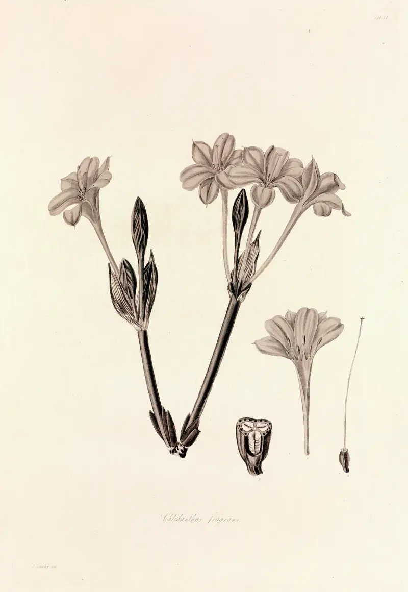 Collectanea botanica Pl.34 av John Lindley