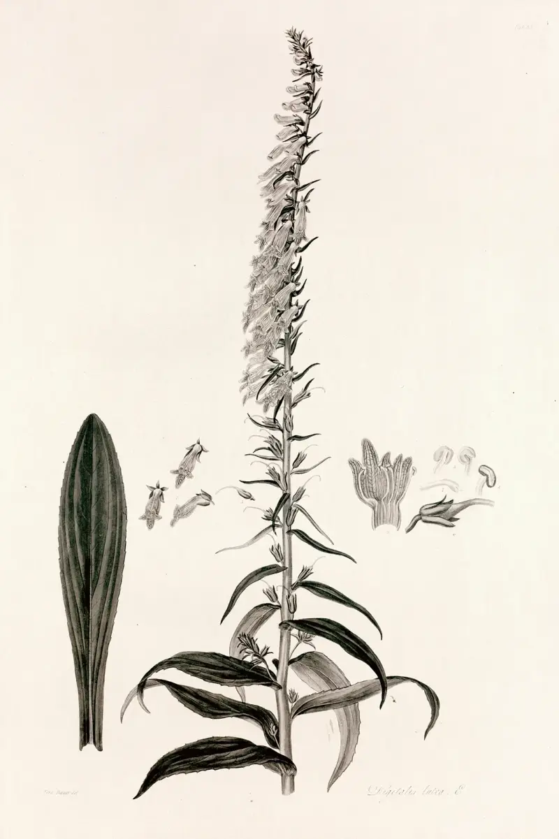 Collectanea botanica Pl.35 av John Lindley