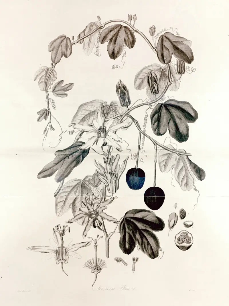 Collectanea botanica Pl.36 av John Lindley