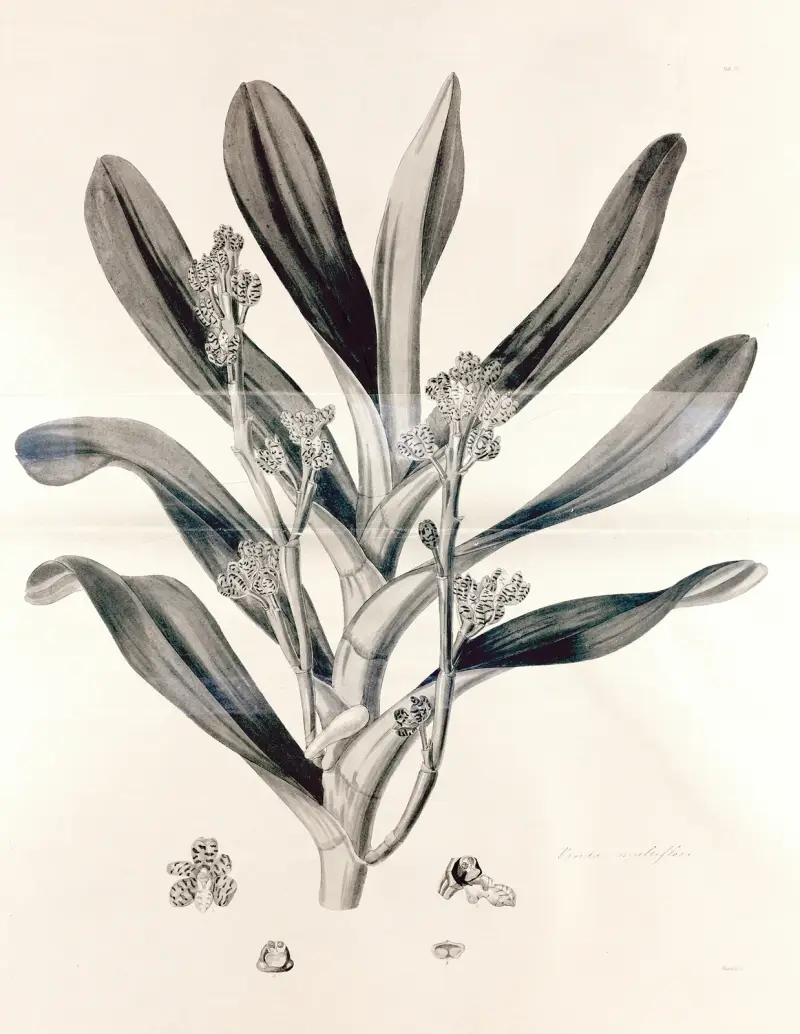 Collectanea botanica Pl.38, John Lindley