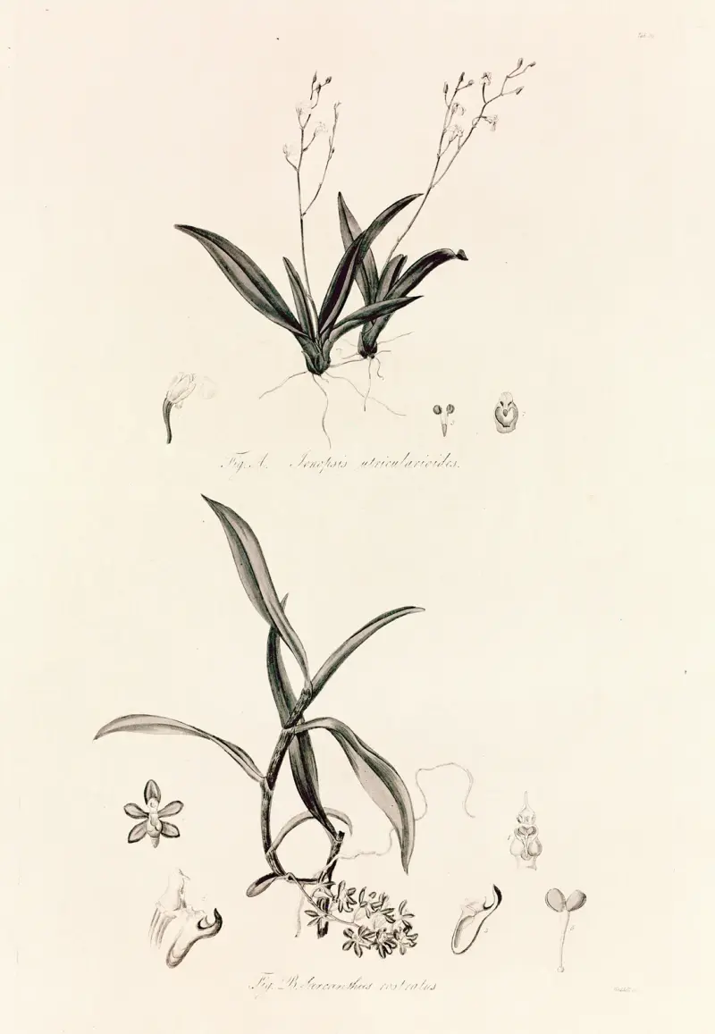 Collectanea botanica Taf. 39 von John Lindley