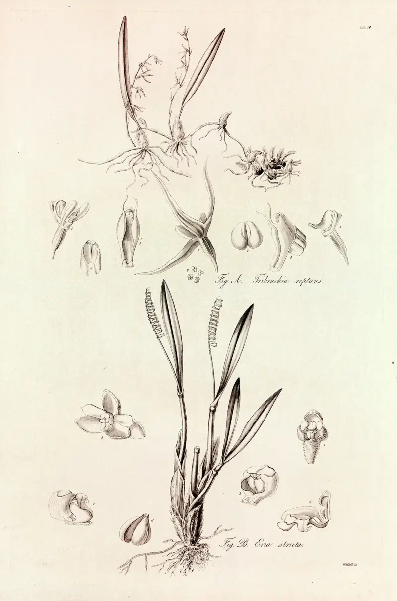 Collectanea botanica Pl.41 av John Lindley