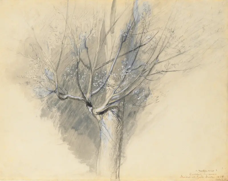 Knospender Ahorn von John Ruskin