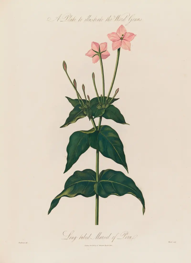 Plansch som illustrerar ordet släkte. Långpipig underblomma av Robert John Thornton