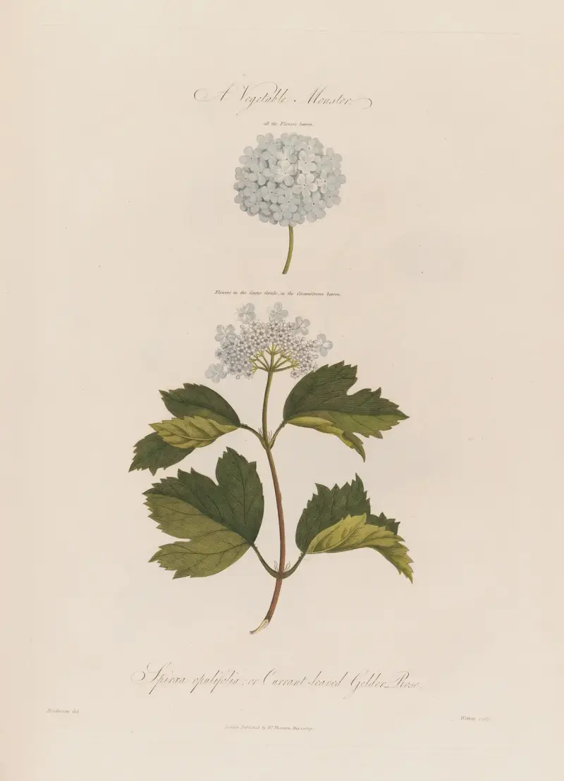 Ett vegetabiliskt monster. Spiraea opulifolia, eller vinbärsbladig snöbollsbuske av Robert John Thornton