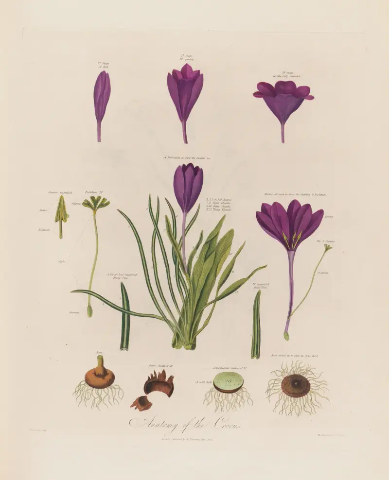 Anatomy of the Crocus av Robert John Thornton