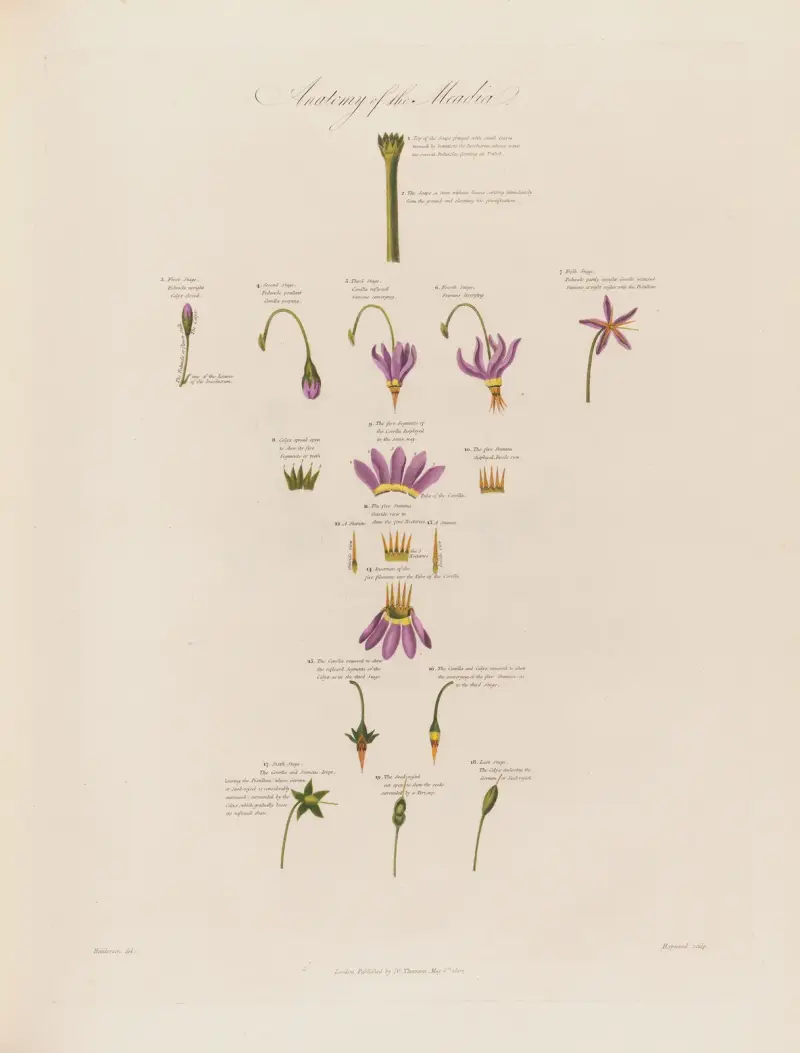 Anatomie der Meadia von Robert John Thornton