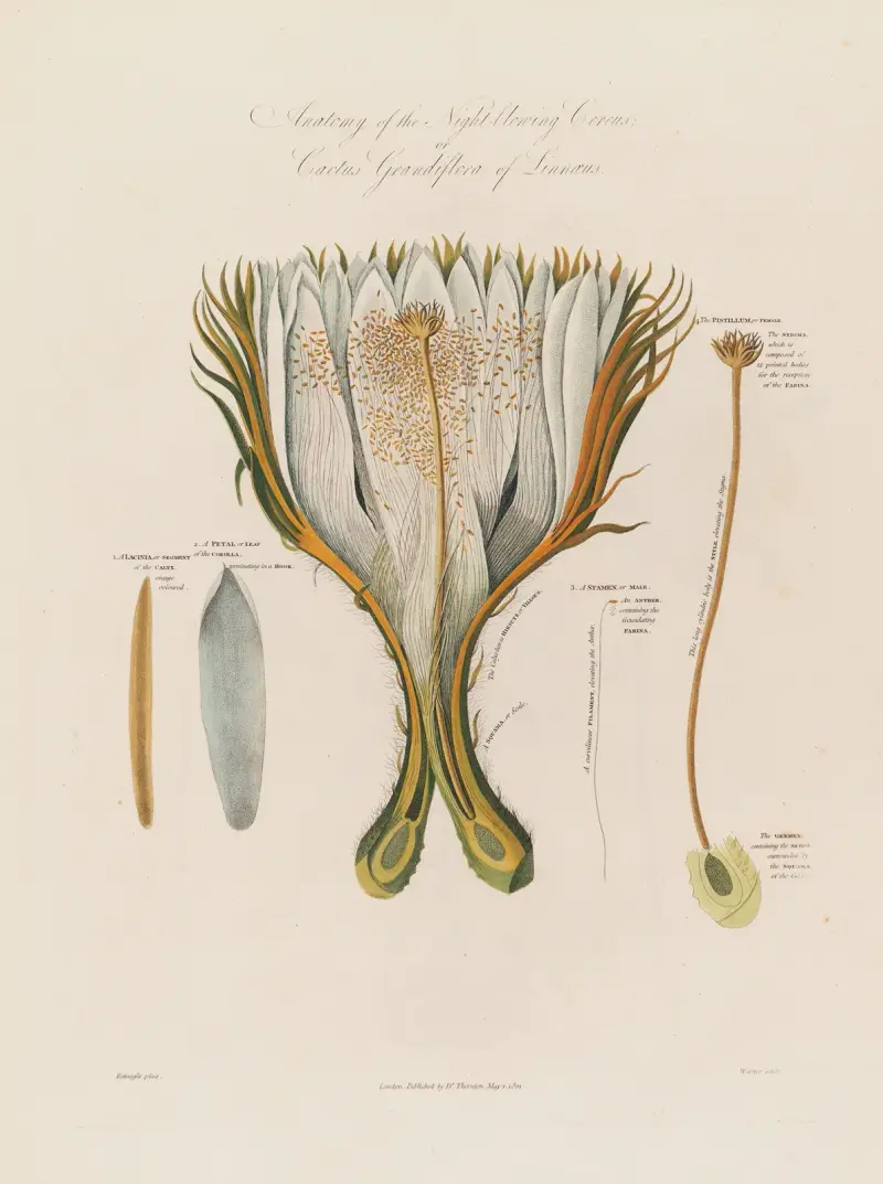 Den nattblommande kaktusens anatomi; eller Cactus grandiflora enligt Linné av Robert John Thornton