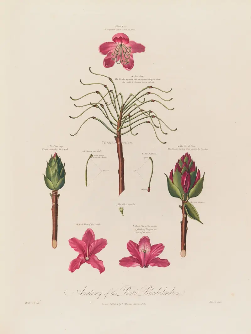 Den pontiska rododendronens anatomi av Robert John Thornton