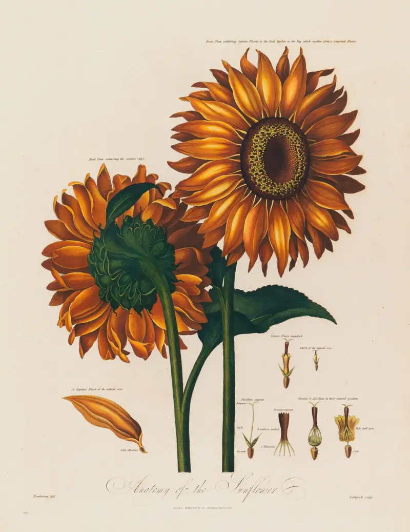 Anatomie der Sonnenblume von Robert John Thornton
