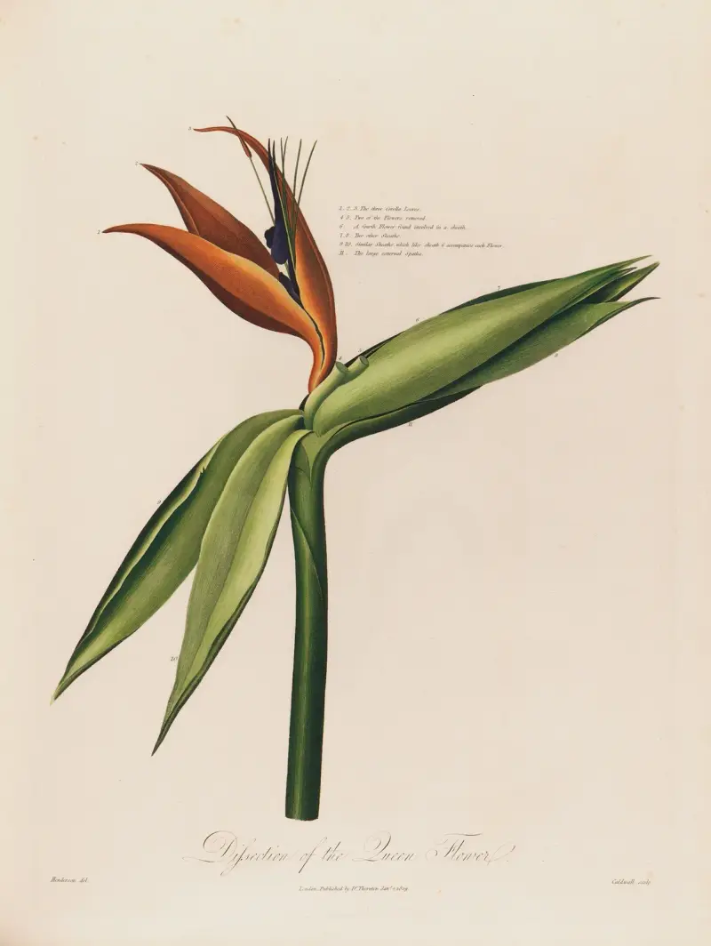 Dissection of the Queen Flower av Robert John Thornton