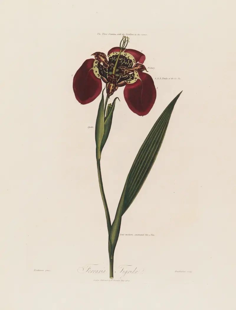Ferraria Tigrida von Robert John Thornton