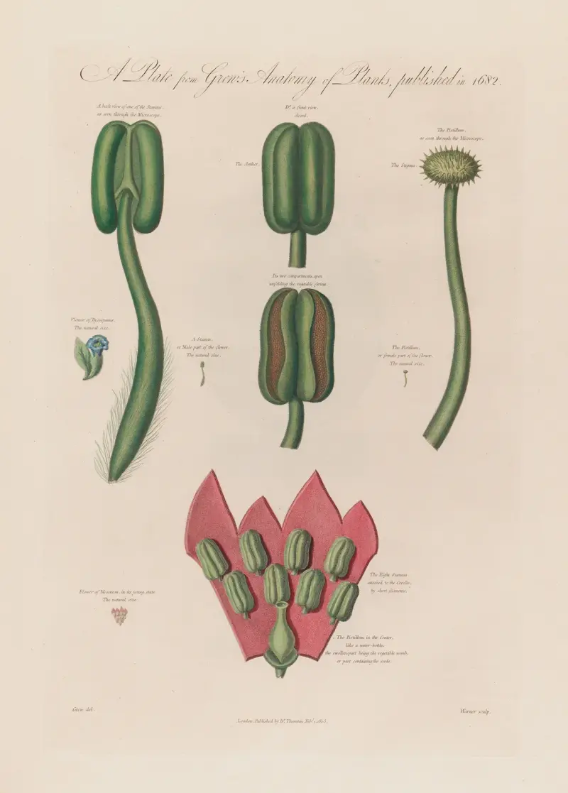 Hyoscyamus und Mesereon von Robert John Thornton