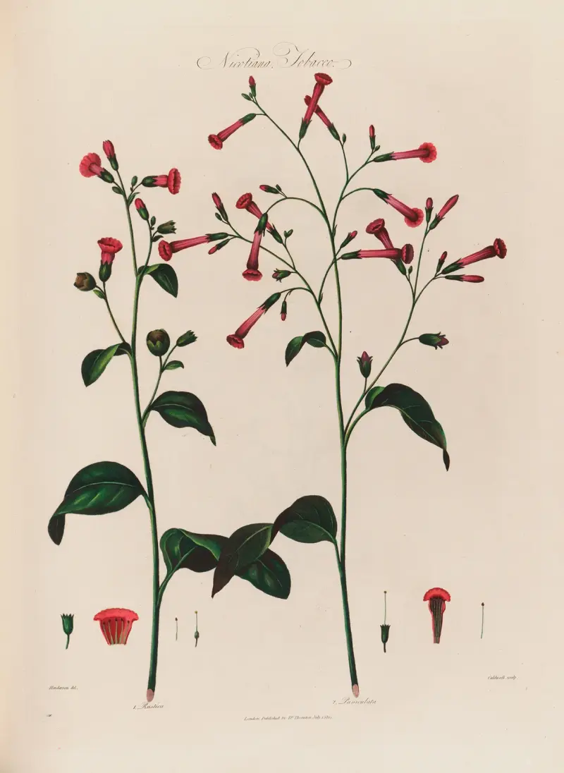 Nicotiana, Tabak von Robert John Thornton