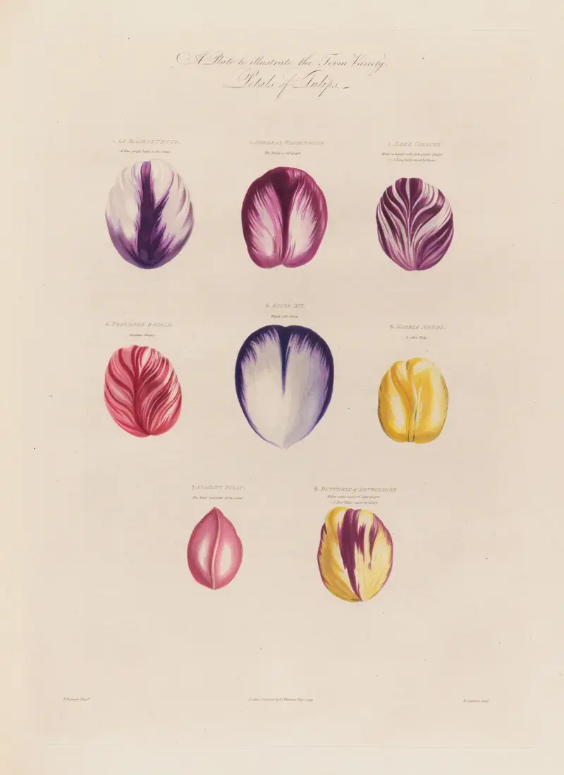Petals of Tulips av Robert John Thornton