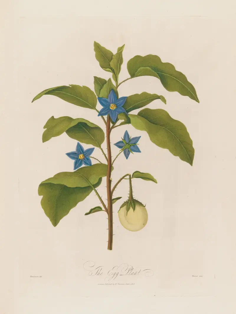 Die Aubergine von Robert John Thornton