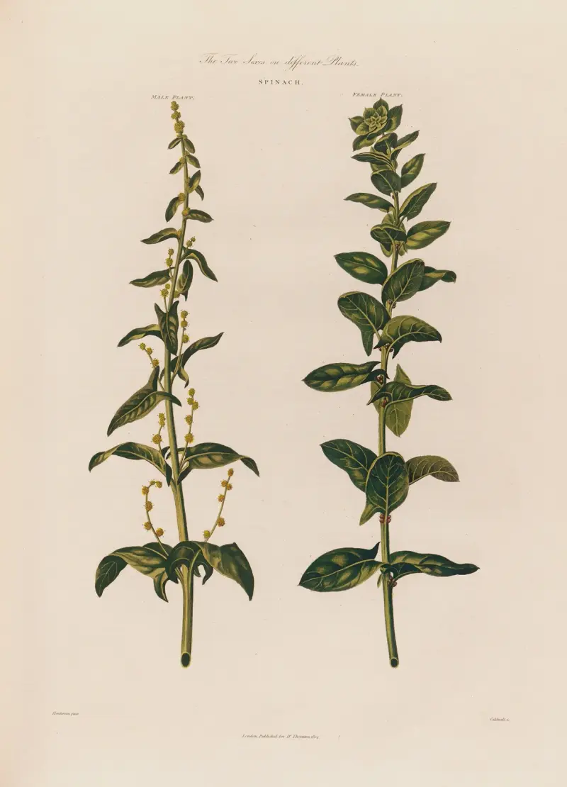 De två könen på olika plantor. Spenat. av Robert John Thornton