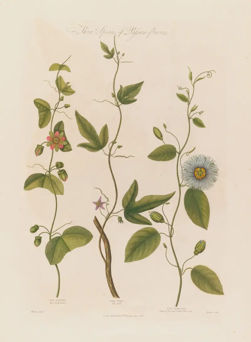 Tre arter av passionsblommor. Den prickiga, den korkartade, den sågtandade. av Robert John Thornton