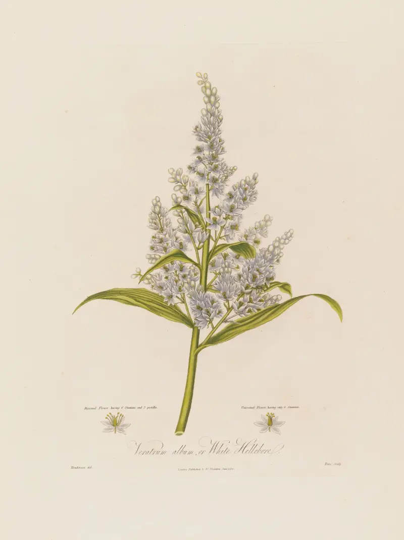Veratrum album, or White Hellebore av Robert John Thornton