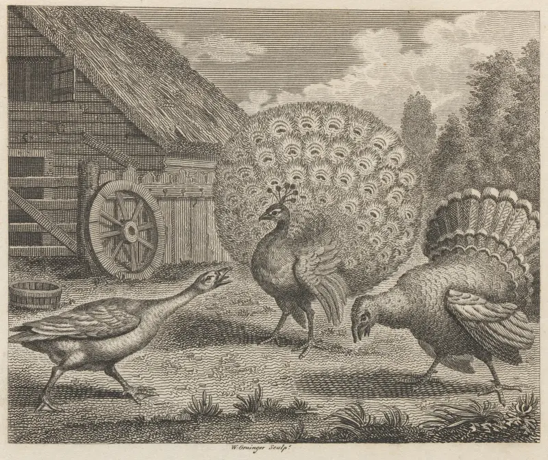 Fabel XI. Påfågeln, kalkonen och gåsen av John Wootton