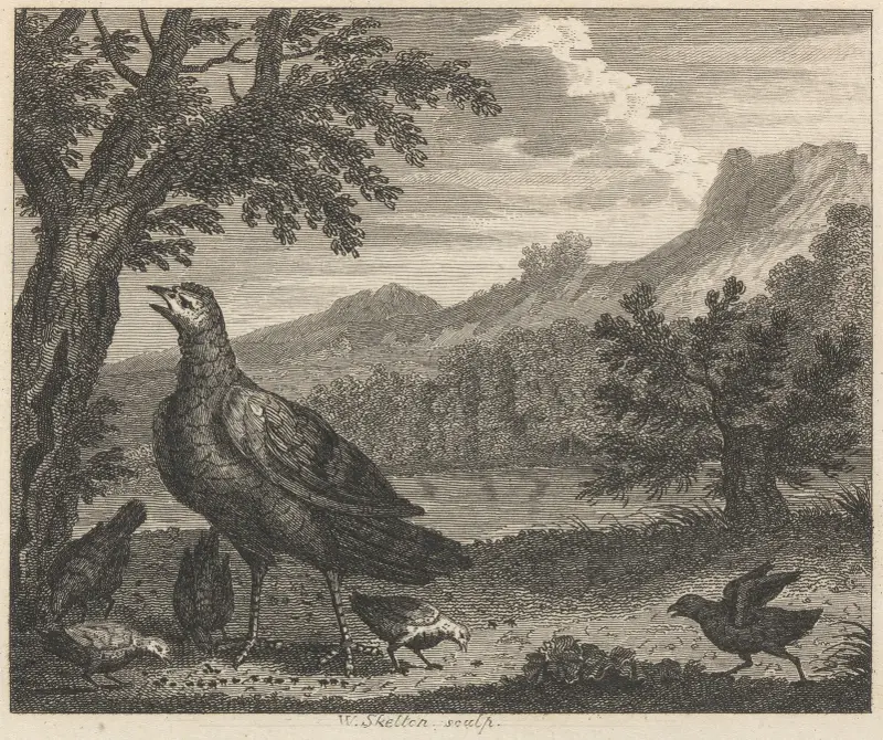 Fabel XXXVIII. Kalkonen och myran av John Wootton