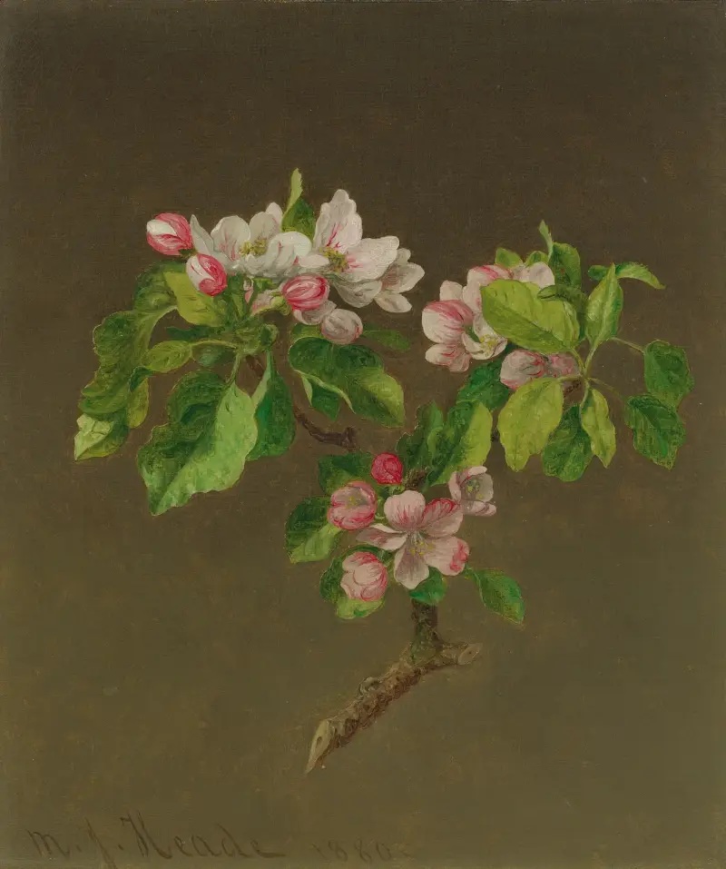 Jabloňové květy, 1880, Martin Johnson Heade