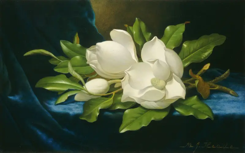 Jättemagnolior på ett blått sammetskläde av Martin Johnson Heade
