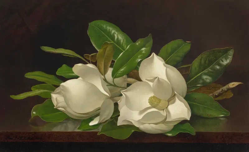 Magnolien auf einem glänzenden Tisch von Martin Johnson Heade