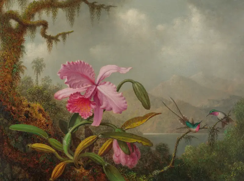 Orchideen und Kolibris von Martin Johnson Heade