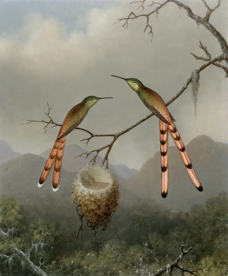 Dwa kolibry z młodymi, Martin Johnson Heade