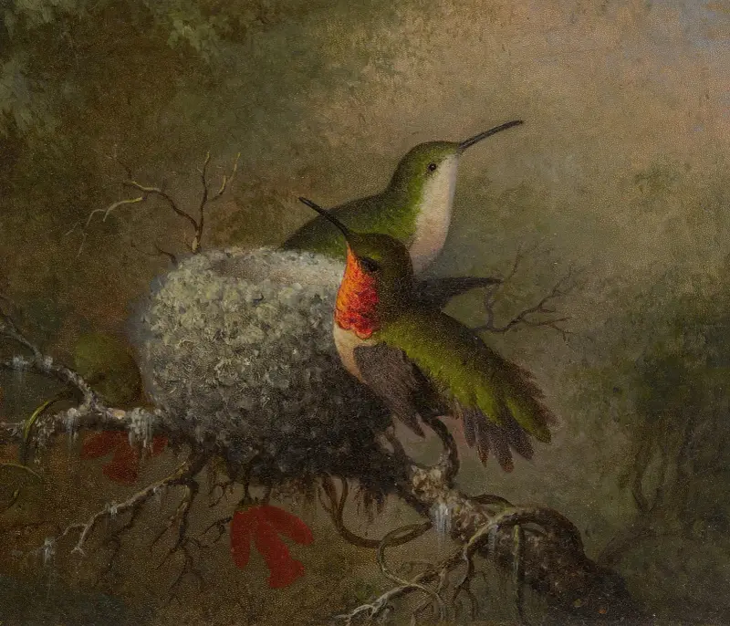 Dva rubínoví kolibříci u svého hnízda, Martin Johnson Heade